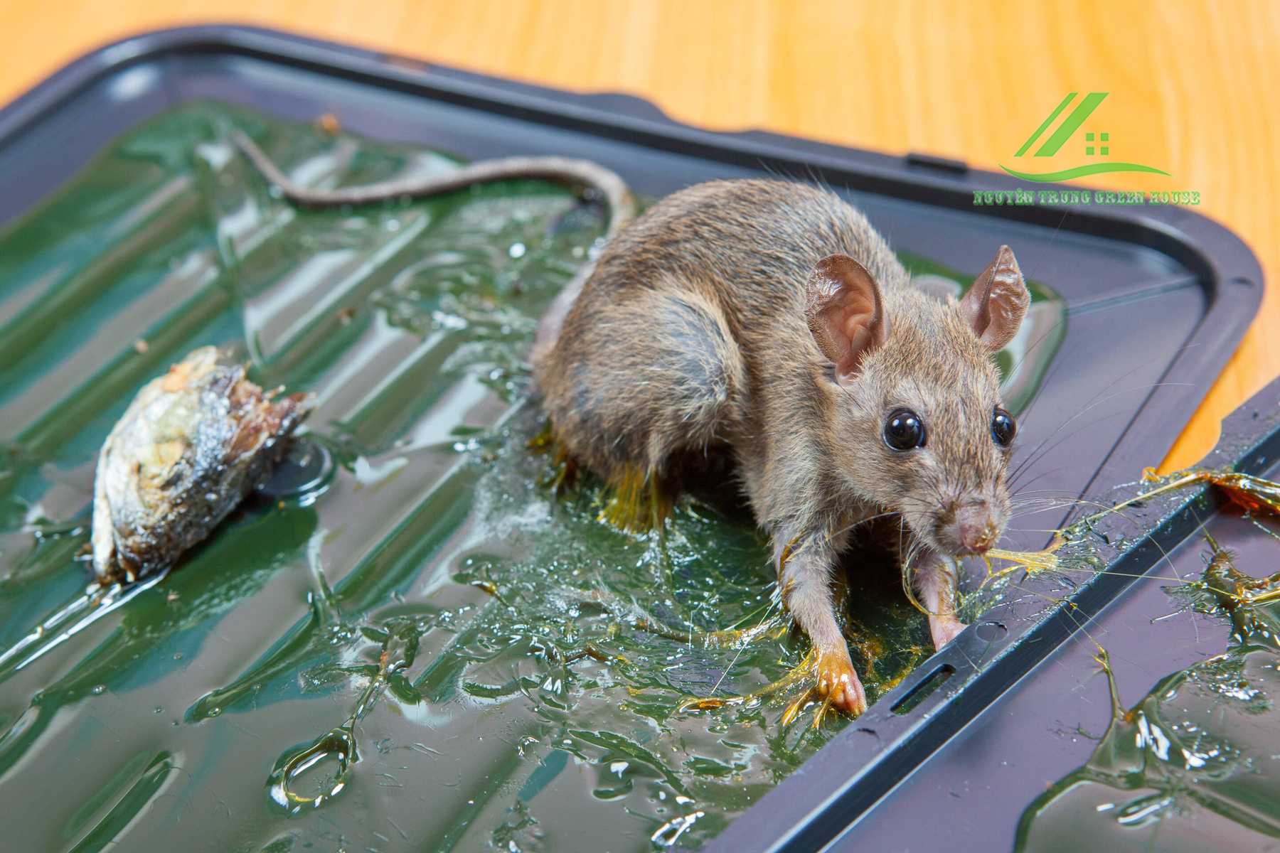 Bạn có thể cho một ít thức ăn trên keo dính để bẫy chuột hiệu quả