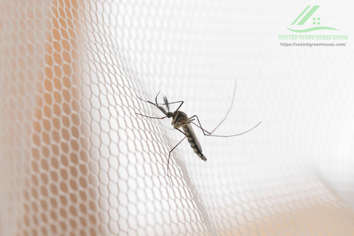 Vì sao phải diệt côn trùng: muỗi